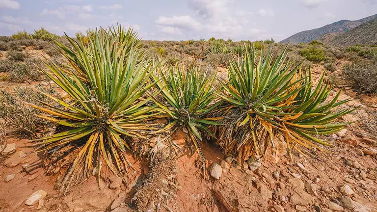 Yucca Plant