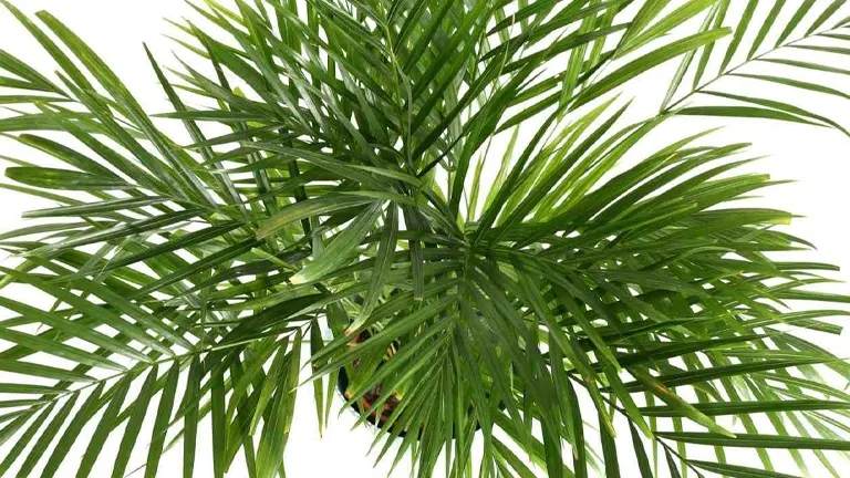 Palm Plant