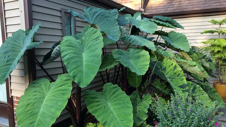 Elephant Ear Plant