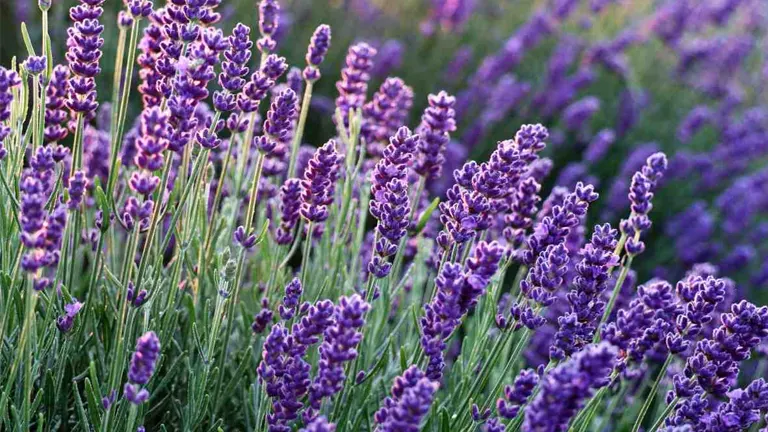 Lavender Plant