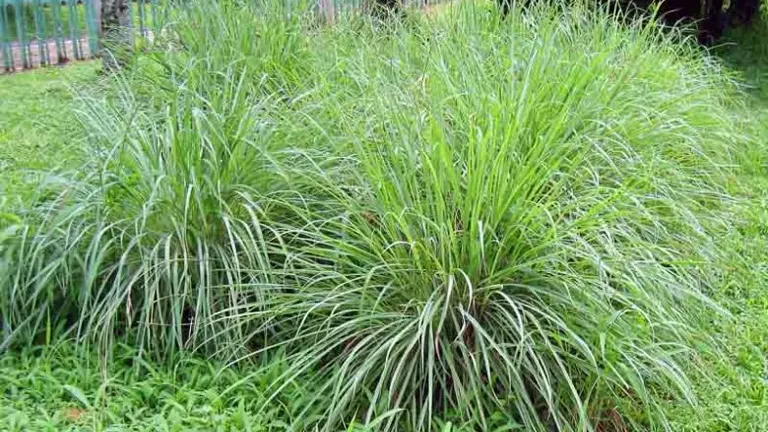 Citronella Grass