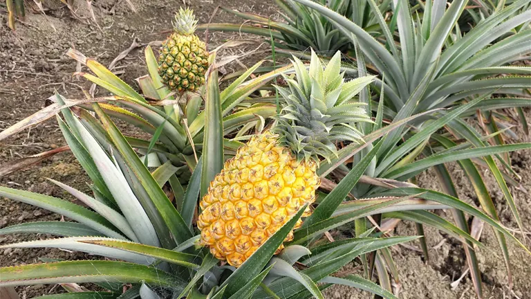 Pineapple Plant