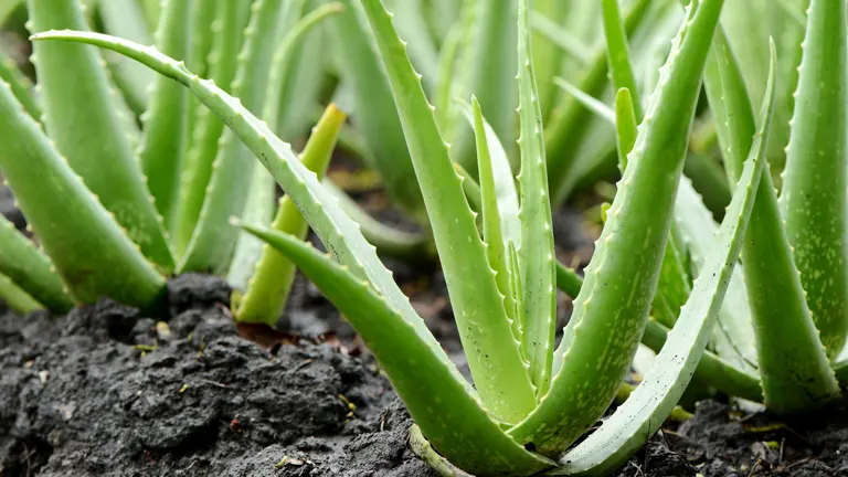 Aloe Vera Plant