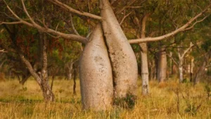 Australian Baobab Tree