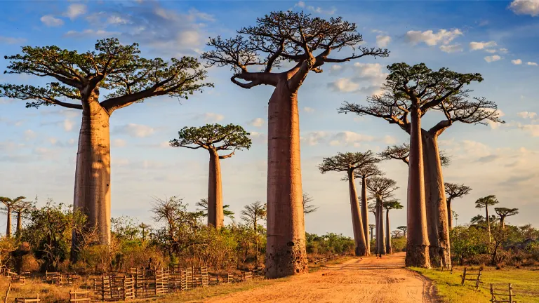 Madagascar Baobab Tree