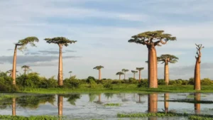 Grandidier’s Baobab Tree