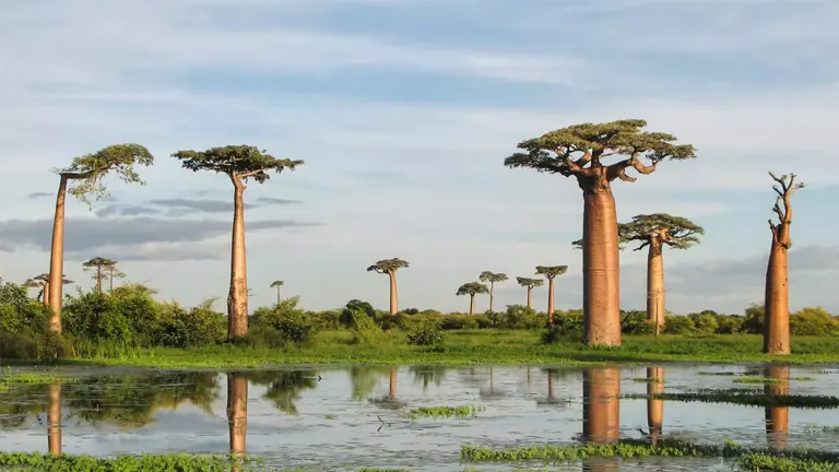 Grandidier's Baobab Tree