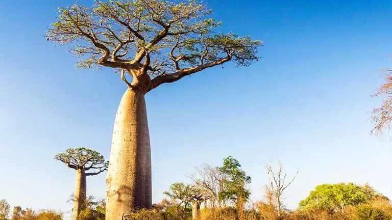 African Baobab Tree