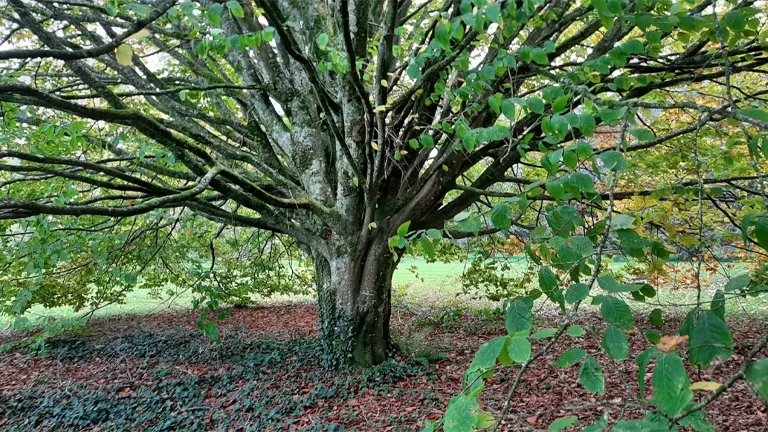 Oriental Beech Tree