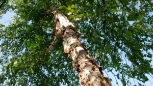 River Birch Tree