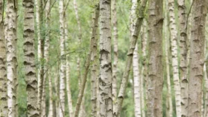 Silver Birch Tree