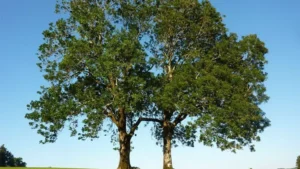 Blue Ash Tree