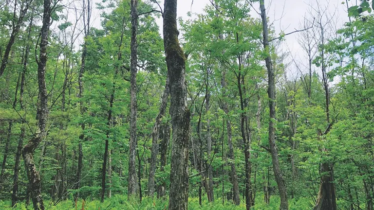 Black Ash Tree