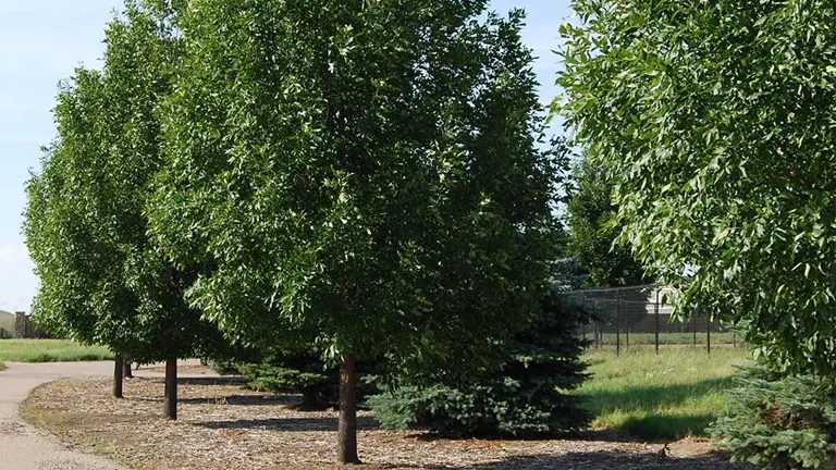 Green Ash Tree