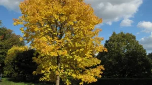 White Ash Tree