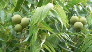 English Walnut Tree