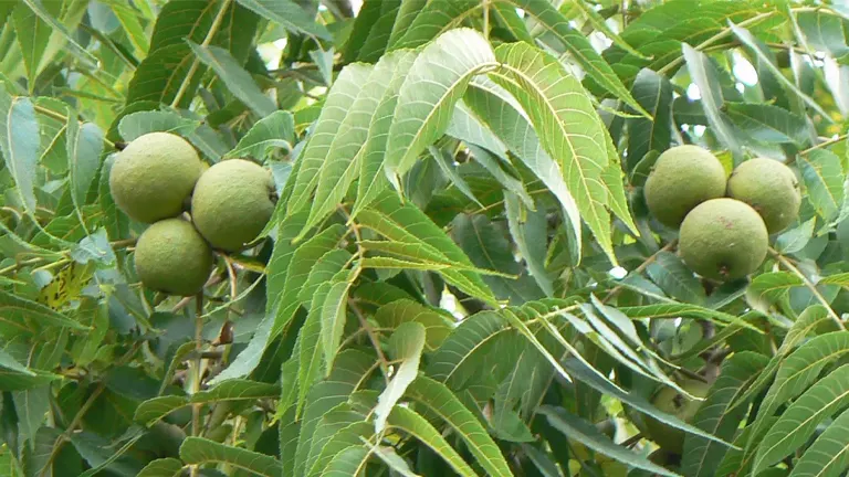 English Walnut Tree