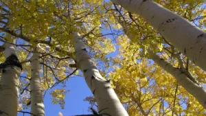 Bigtooth Aspen Tree