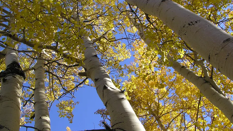 Bigtooth Aspen Tree