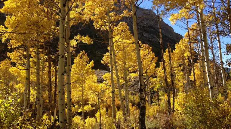 European Aspen Tree