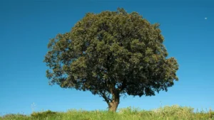 Holm Oak Tree