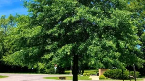 Pin Oak Tree