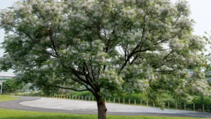 White Cedar Tree