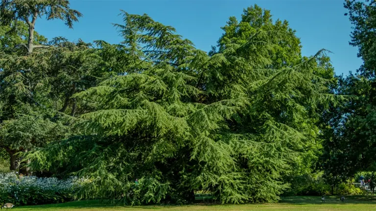 Atlas Cedar Tree