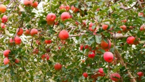 Fuji Apple Tree