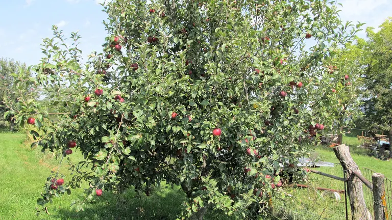 Honeycrisp Apple Tree