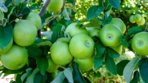 Granny Smith Apple Tree