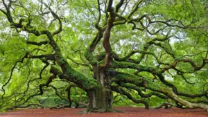 Live Oak Tree