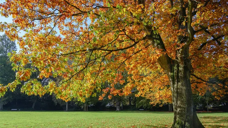 Red Oak Tree