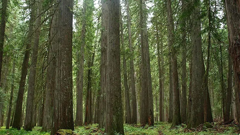 Western Red Cedar Tree