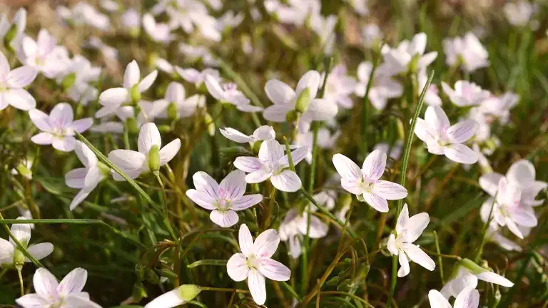 Spring Beauty