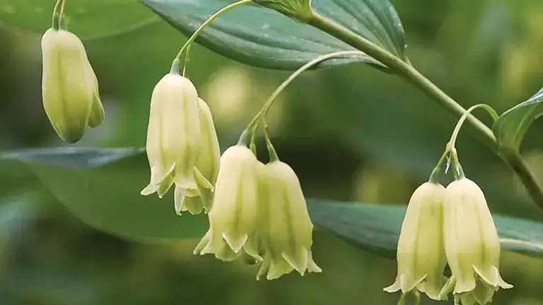 Smooth Solomon’s Seal