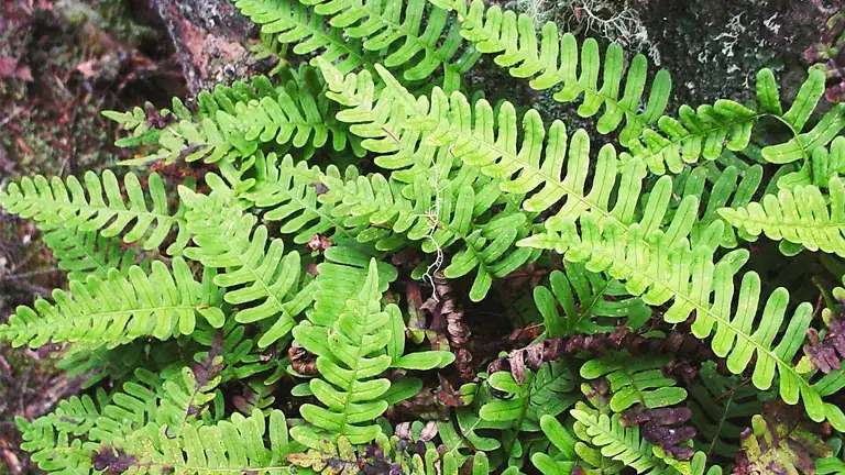 Rock Polypody