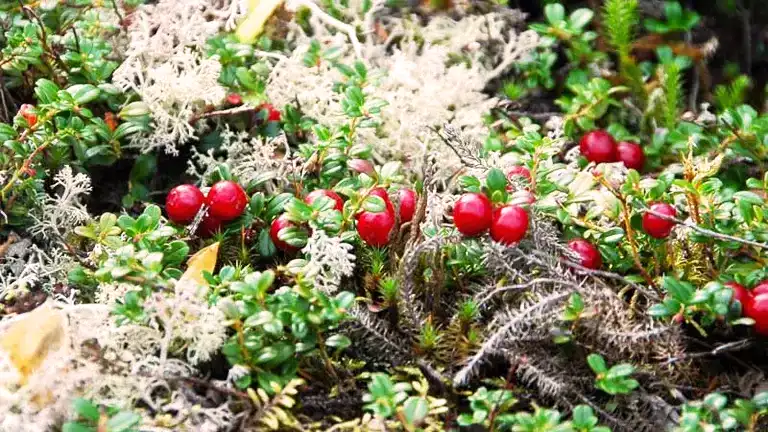 Partridge Berry