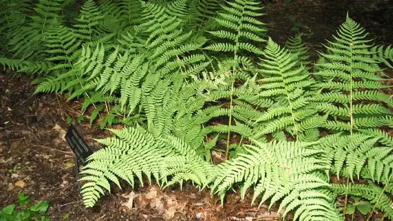 Marginal Wood Fern