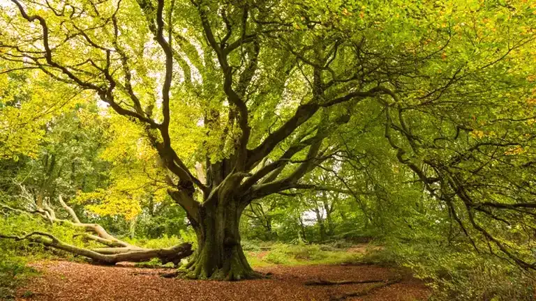 Beech Tree