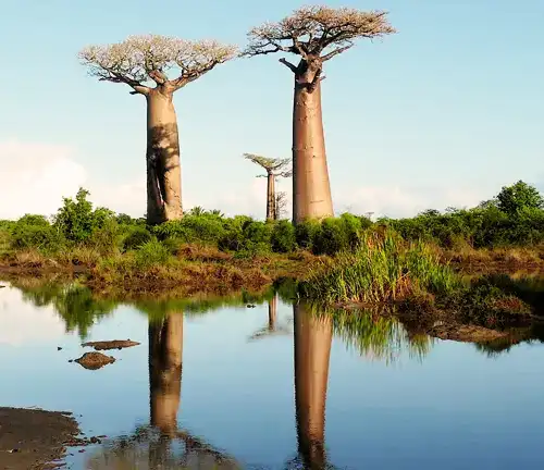 Indigenous to Madagascar