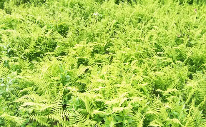 Hay-scented fern