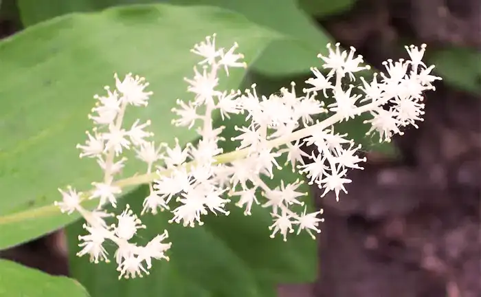 False Solomon’s Seal