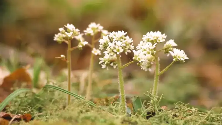 Early Saxifrage