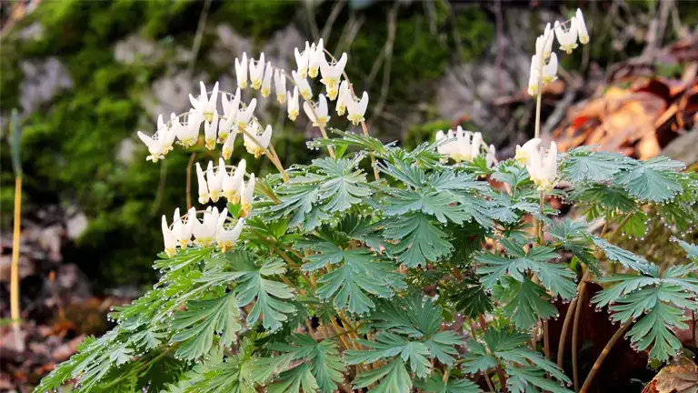 Dutchman’s Breeches