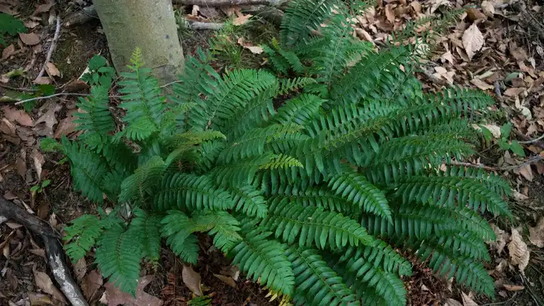 Christmas Fern