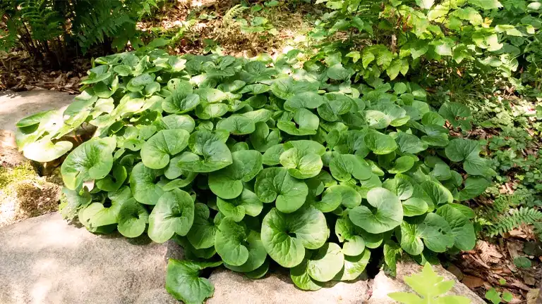 Canadian Wild Ginger