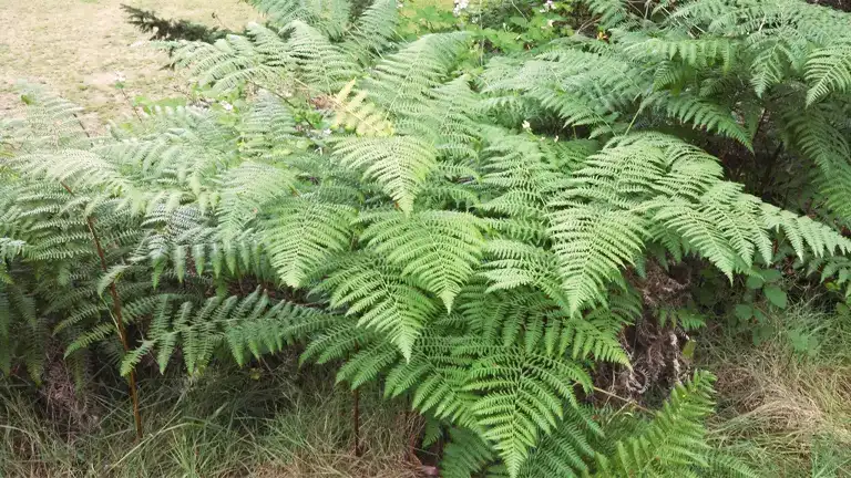 Bracken Fern