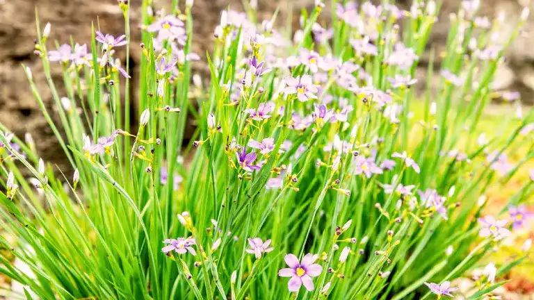 Blue-eyed Grass