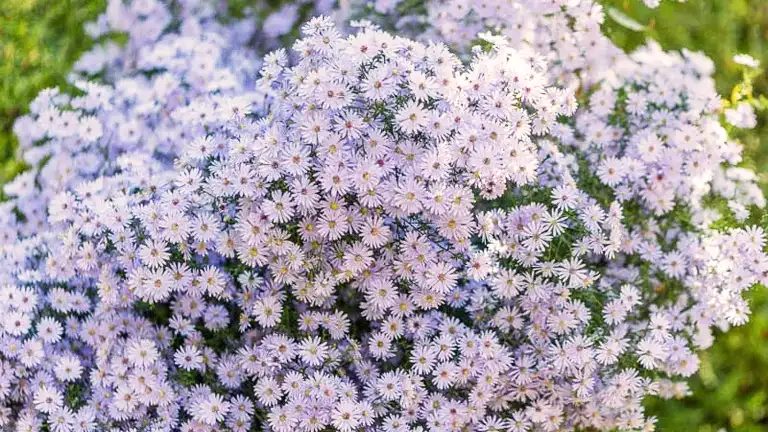 Blue Wood Aster